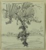 1912 - Albero